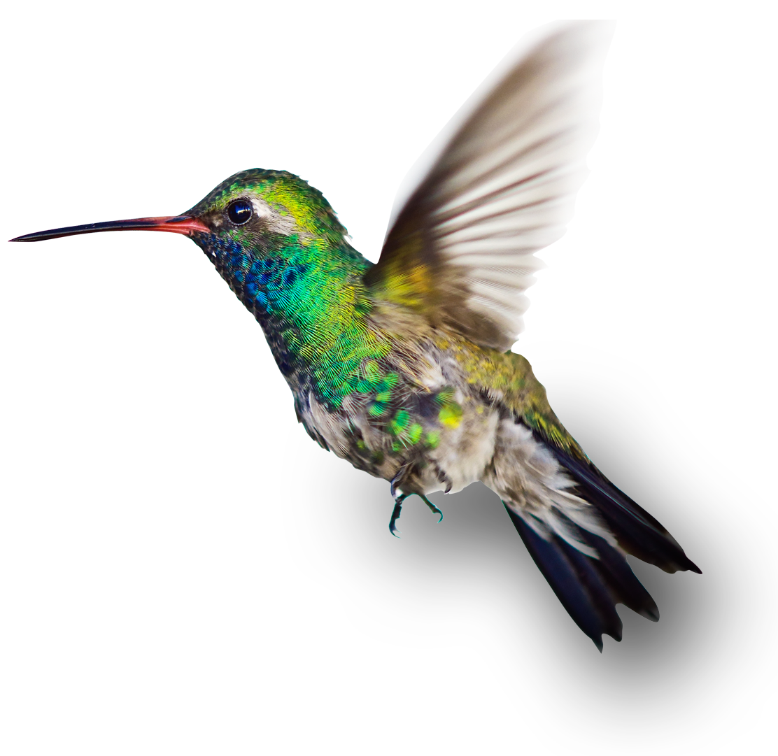 bird_iso Design frame bird