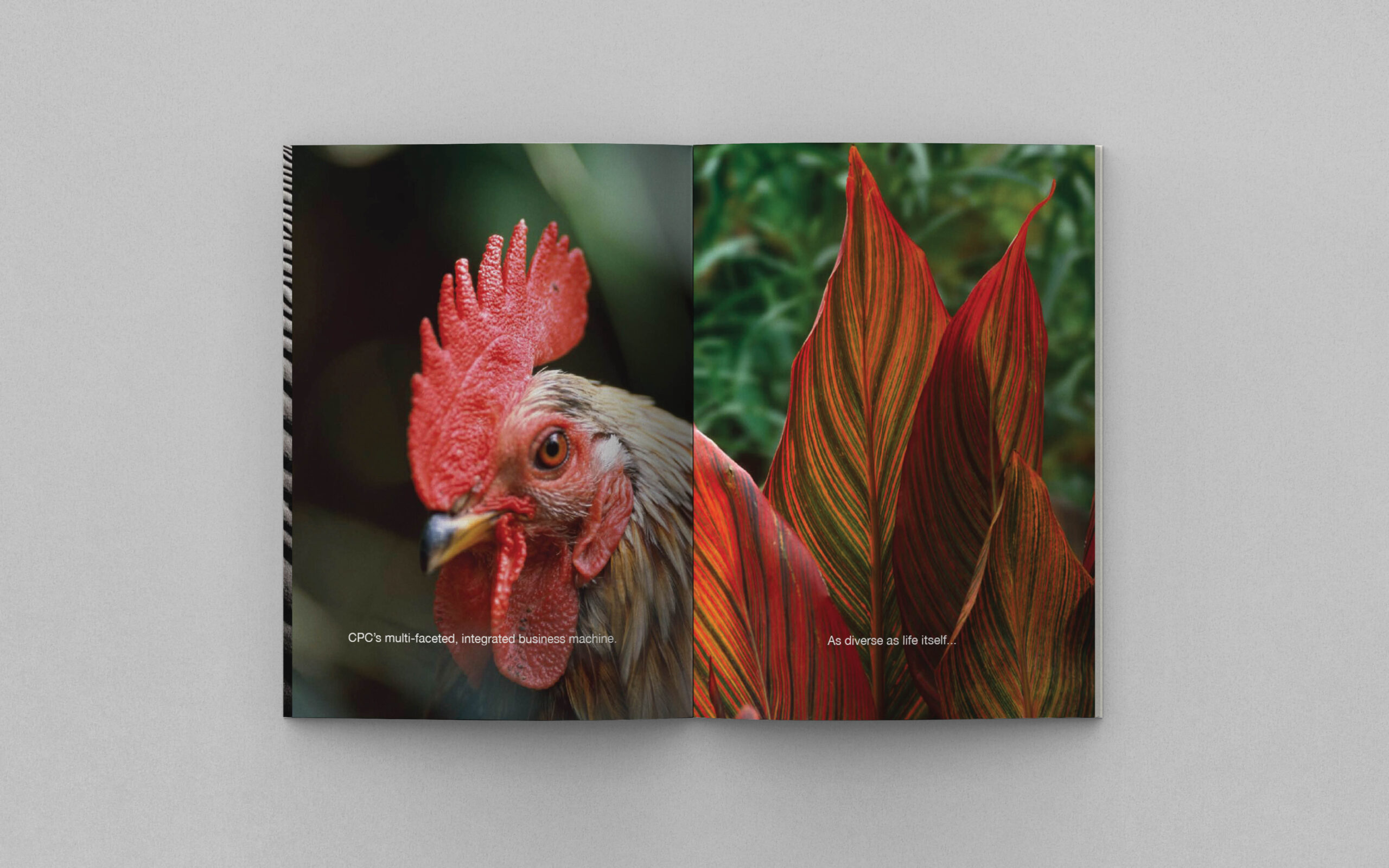 CPC-Annual-Report3 CBC creative visual annual report seeing more